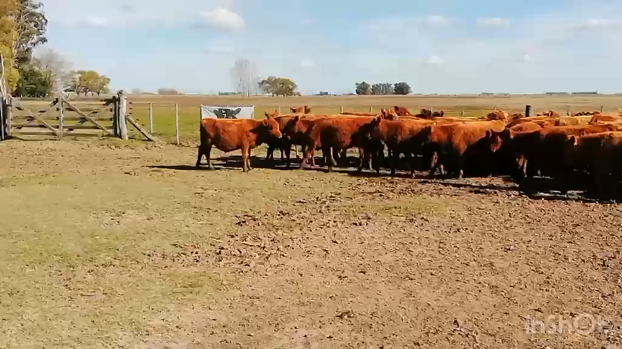 Lote 65 Terneros