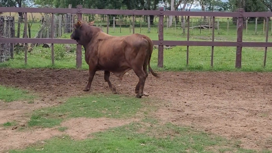 Lote Toros T. Brangus Rojo a remate en Remate de Reproductores, Asunción