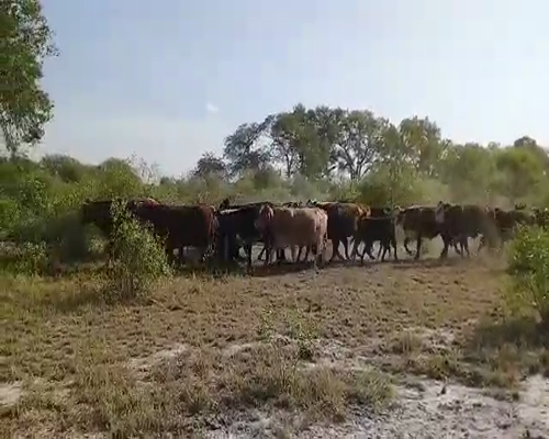 Lote 70 Vacas en La Eduvigis, Chaco