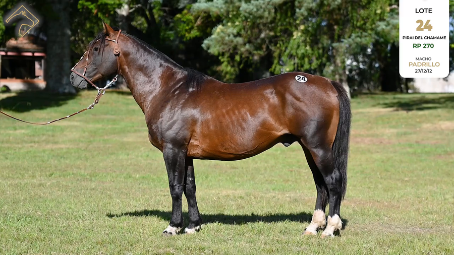 Lote PIRAI DEL CHAMAME