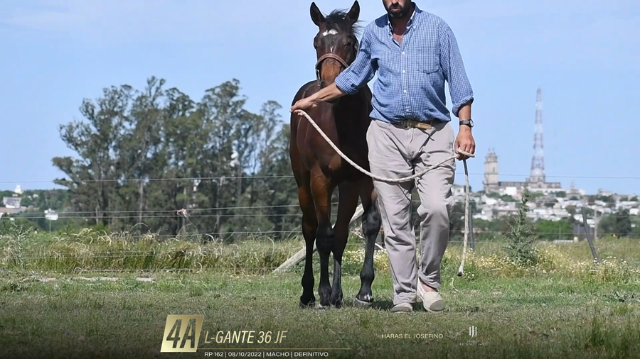 Lote Yeguarizos a remate en 6° Remate Especial de Velocidad, Montevideo