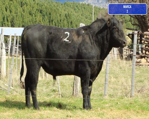 Lote 1 Toro en Coyhaique, XI Región Aysén