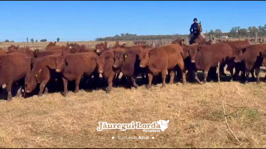 Lote 62 Vaquillonas P/ Servicio