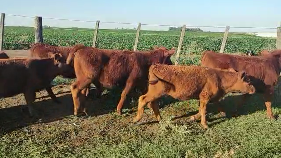 Lote 68 TERNERAS EN CORONEL SUAREZ