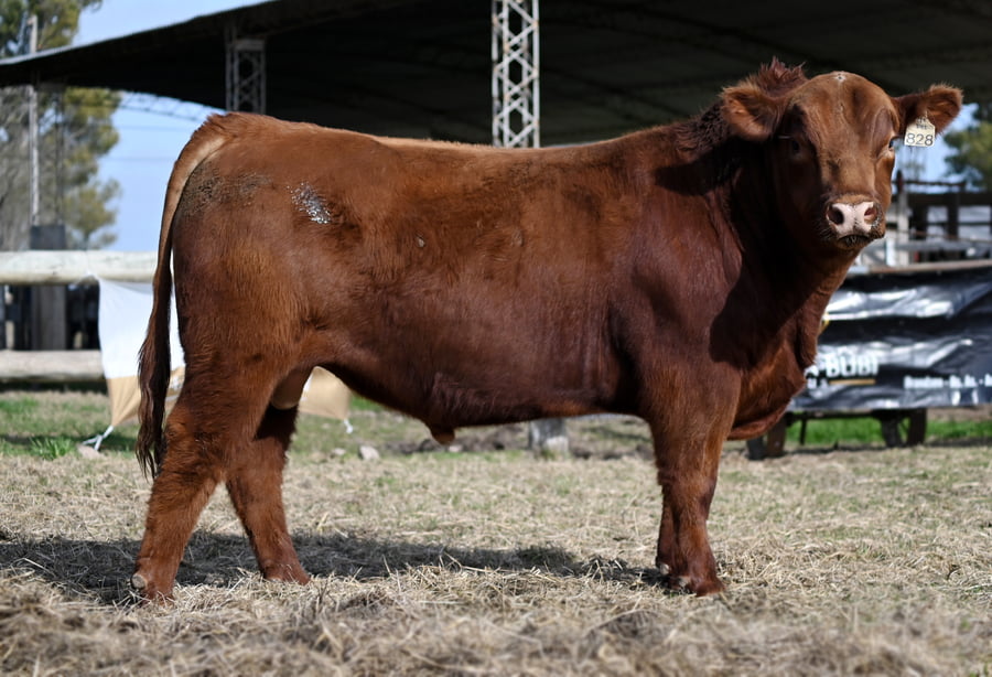 Lote TOROS PUROS DE PEDIGREE