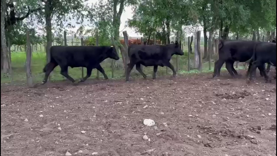 Lote NOVILLOS 2 A 3 AÑOS