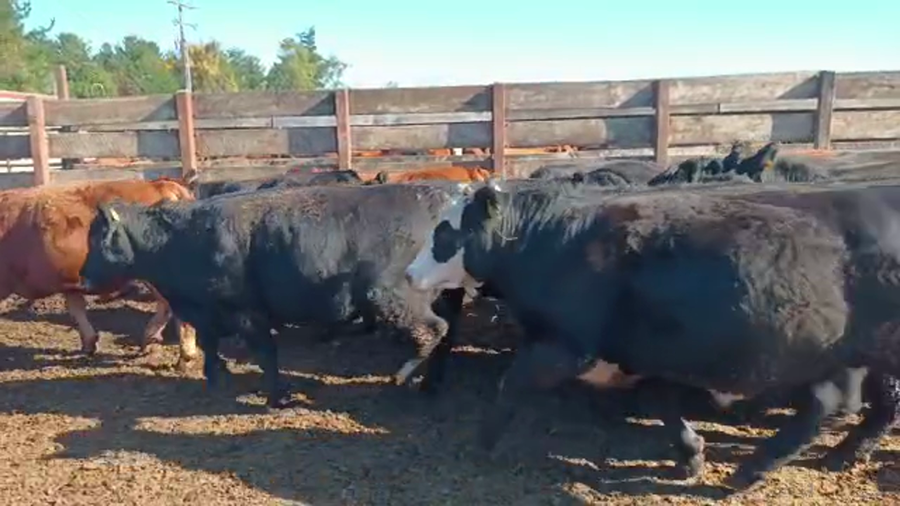 Lote 40 Novillo Gordo en Los Ángeles, VIII Región Biobío