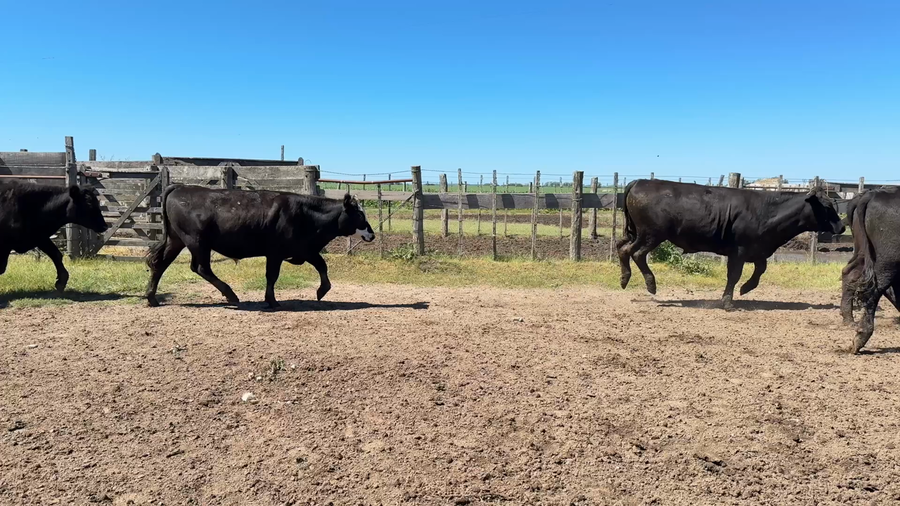 Lote NOVILLOS 1 a 2 AÑOS