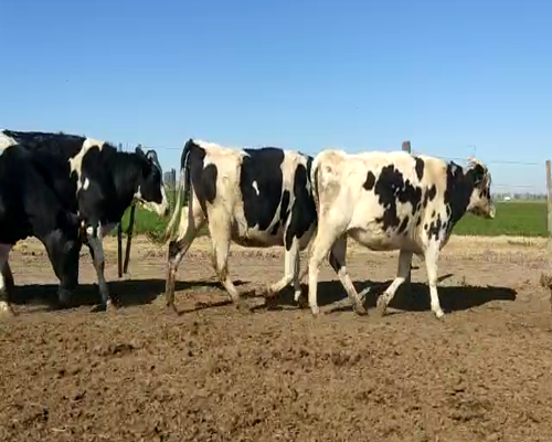 Lote VAQUILLONA PARA ENTORAR 1  RYA SRL