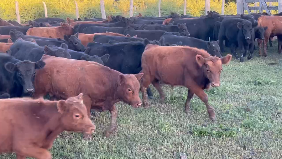 Lote 200 Terneros en Villaguay, Entre Ríos