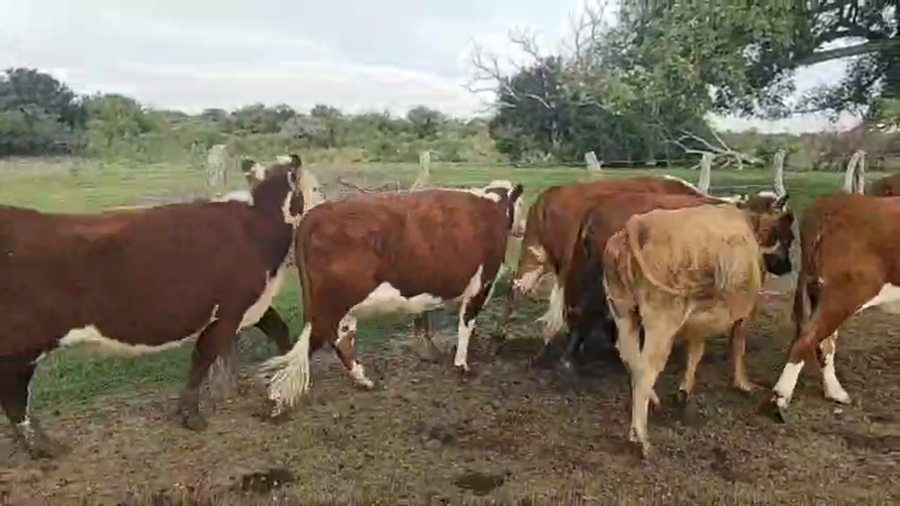Lote 42 Vaquillonas C/ gtia de preñez en Corrientes, Curuzú-Cuatiá