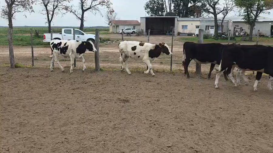 Lote 65 Novillitos Holando Argentino en Villa Concepcion del Tio, Córdoba