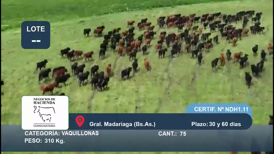 Lote 75 Vaquillonas en Buenos Aires, Gral. Madariaga