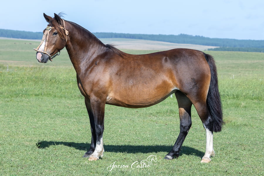 Lote RZ Bienvenida Charrua