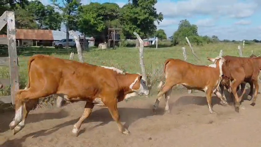 Lote 200 Terneros/as en Corrientes, Mercedes