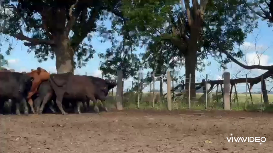 Lote 19 Vaquillonas P/ entorar