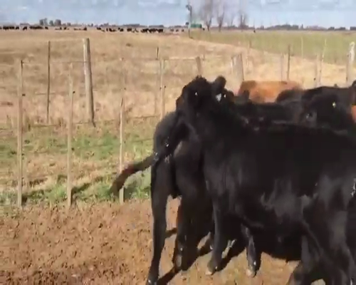 Lote 30 Terneros en Navarro, Buenos Aires