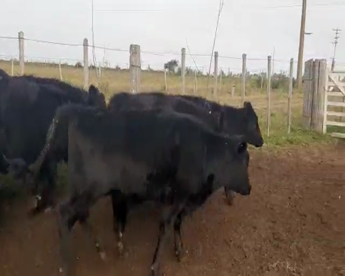 Lote 31 Terneras ANGUS a remate en Pantalla Camy 240 - 260kg - , San José