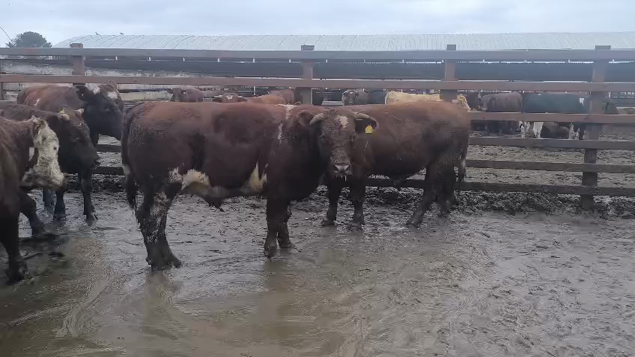 Lote 40 Novillo Gordo en Los Ángeles, VIII Región Biobío
