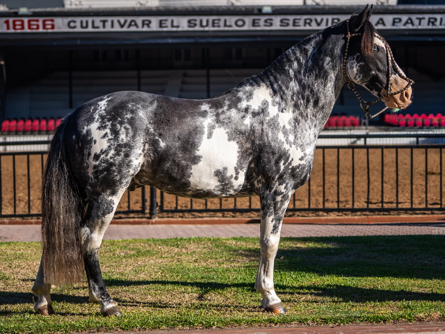 Lote ZUIÑANDI ALMA FUERTE