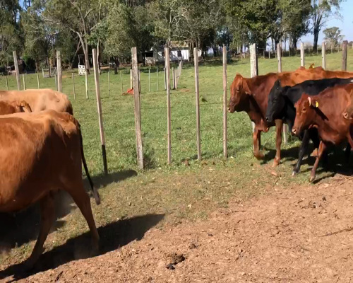 Lote 20 Vacas nuevas en Virasoro, Corrientes