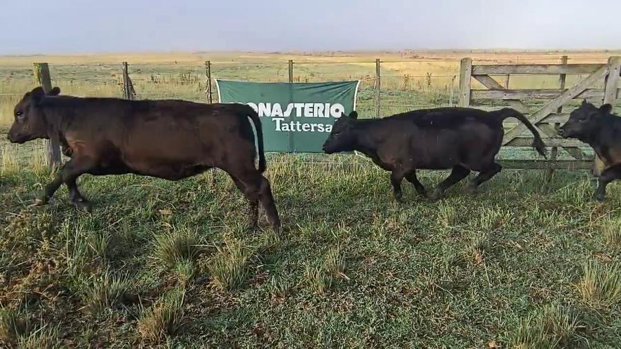 Lote 21 Terneras en Coronel Suarez