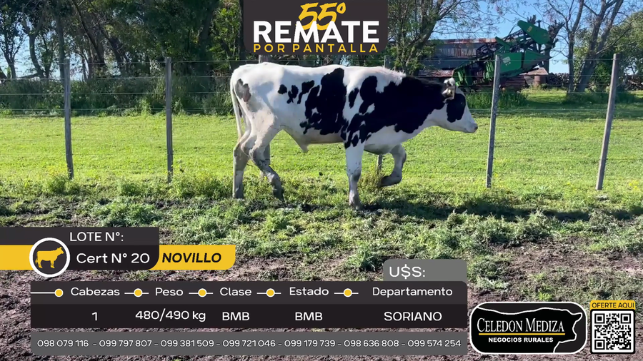 Lote 1 Novillos en Agraciada, Soriano