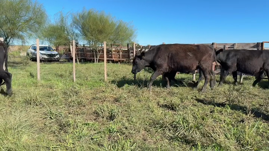 Lote NOVILLOS 2 a 3 AÑOS