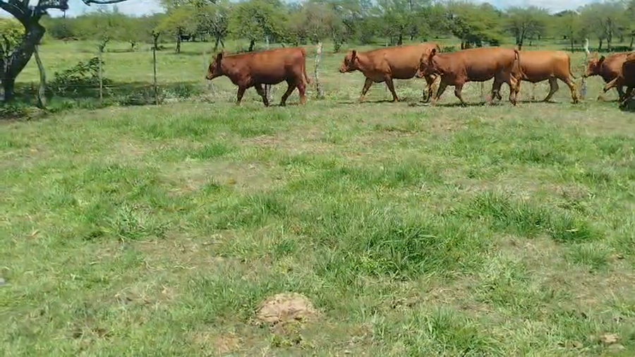 Lote 35 Terneras