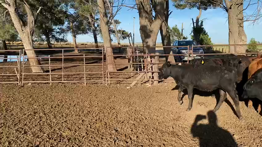 Lote 100 Terneros en Tres Arroyos, Buenos Aires