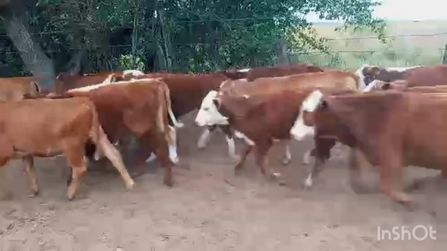 Lote 115 Terneros/as en Corrientes, San Miguel