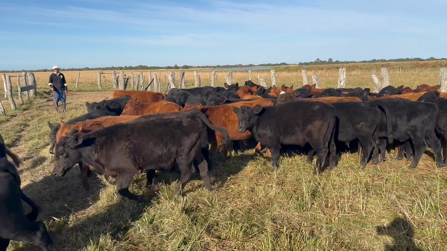 Lote 75 Terneros en Corrientes, Goya