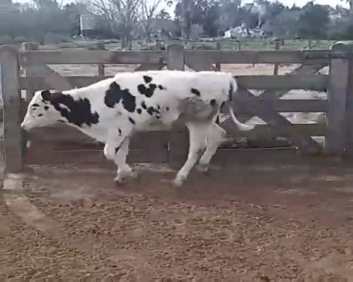 Lote 70 Terneros en Gral. Belgrano, Buenos Aires