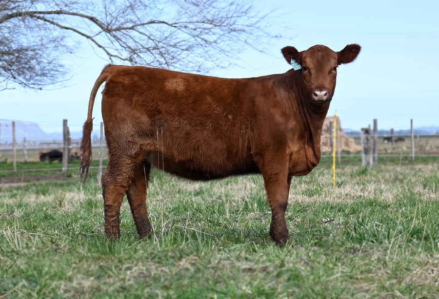 Lote TERNERAS PEDIGREE