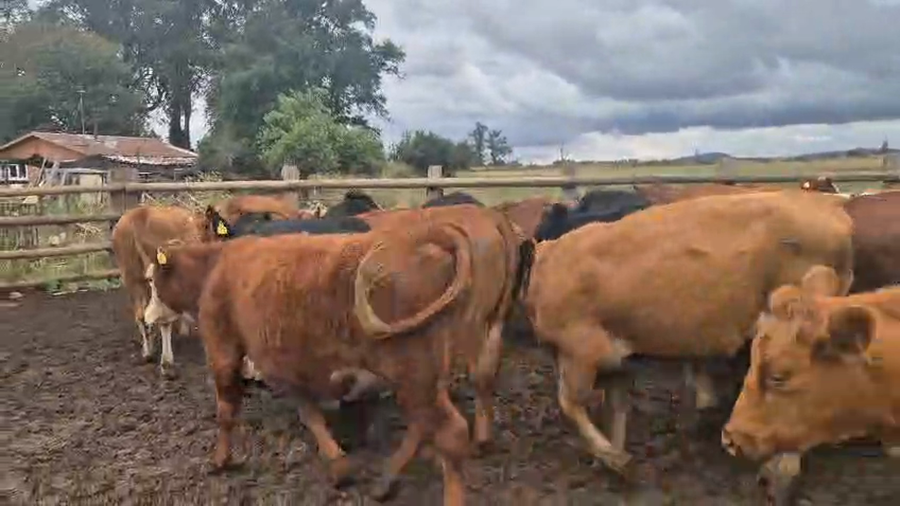 Lote 50 Vaquilla Engorda en Perquenco, IX Región Araucanía