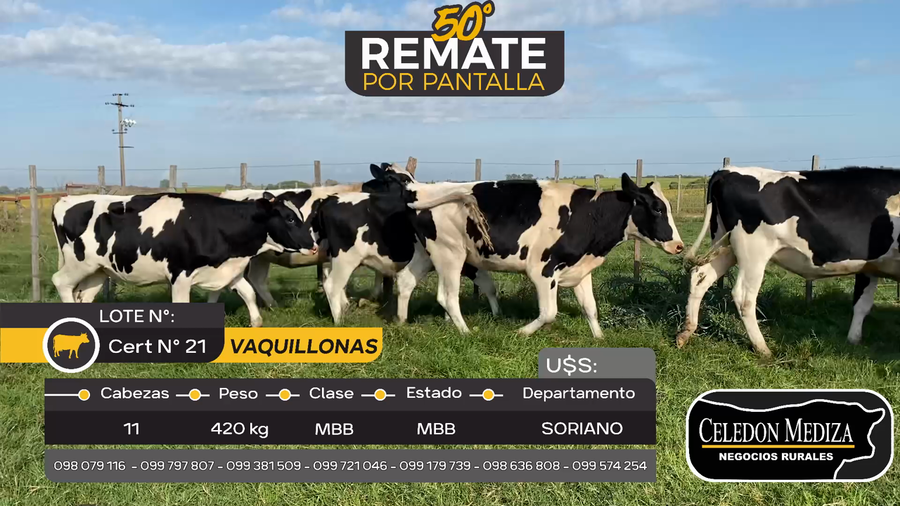 Lote 11 Vaquillonas holando en Agraciada, Soriano