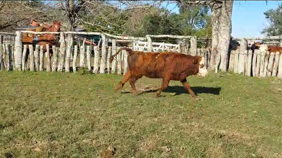 Lote 52 Terneros/as