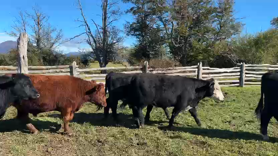 Lote 43 Novillo Engorda en XI Región Aysén, Coyhaique