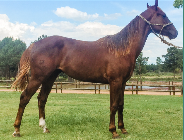 Lote STREAKIN ROWEL REBEL LP