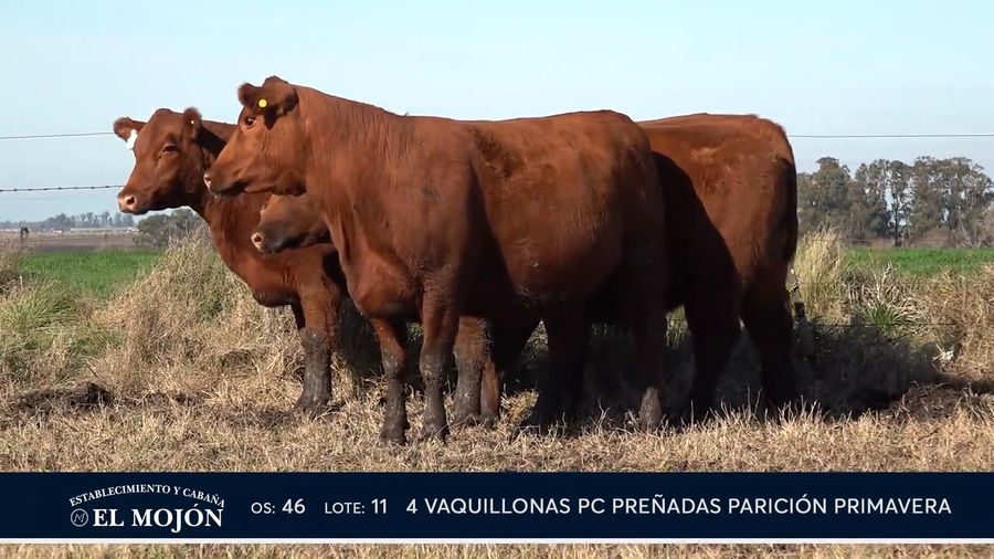 Lote COLORADAS PREÑADAS PARICIÓN PRIMAVERA
