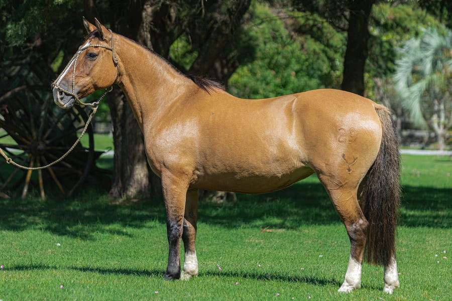 Lote Altanera Don Agustin