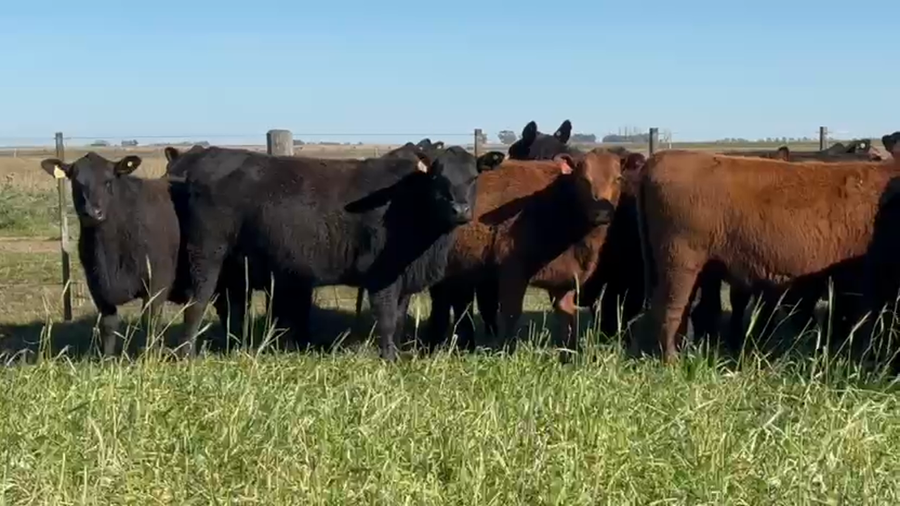Lote 40 Vaquillonas preñadas en Buenos Aires, Gral. Lamadrid