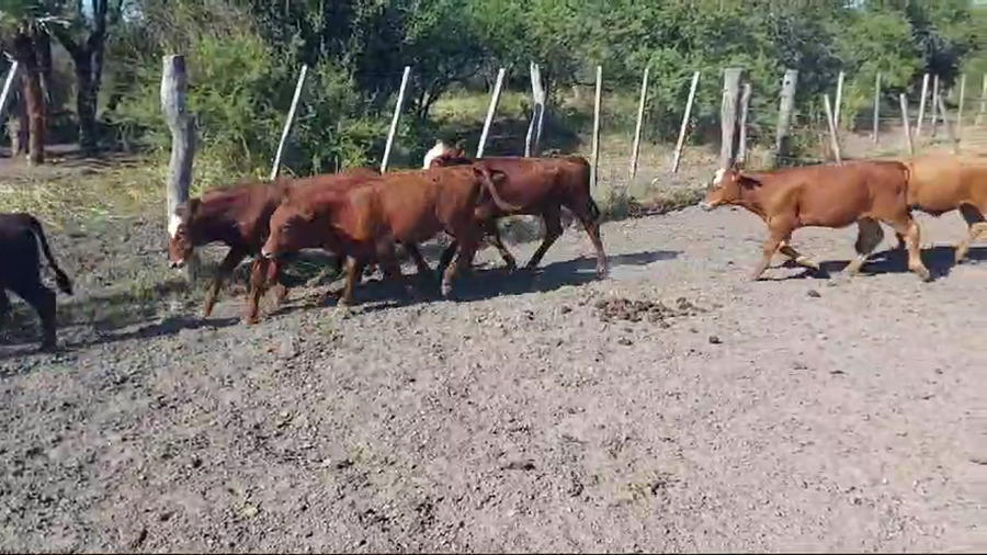 Lote 80 Terneros