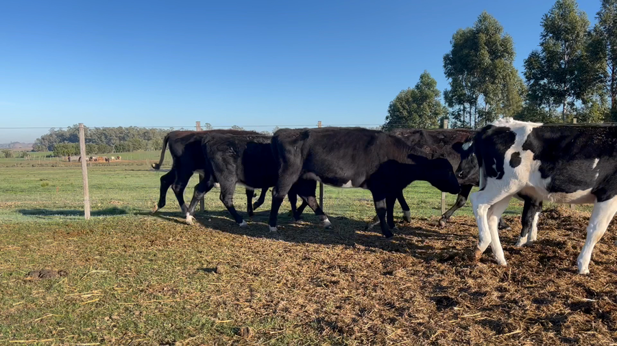 Lote VAQUILLONA ENTORADA
