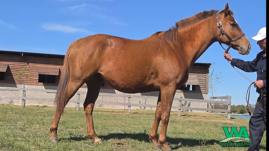 Lote QUEEN GAMBIT (Arg)