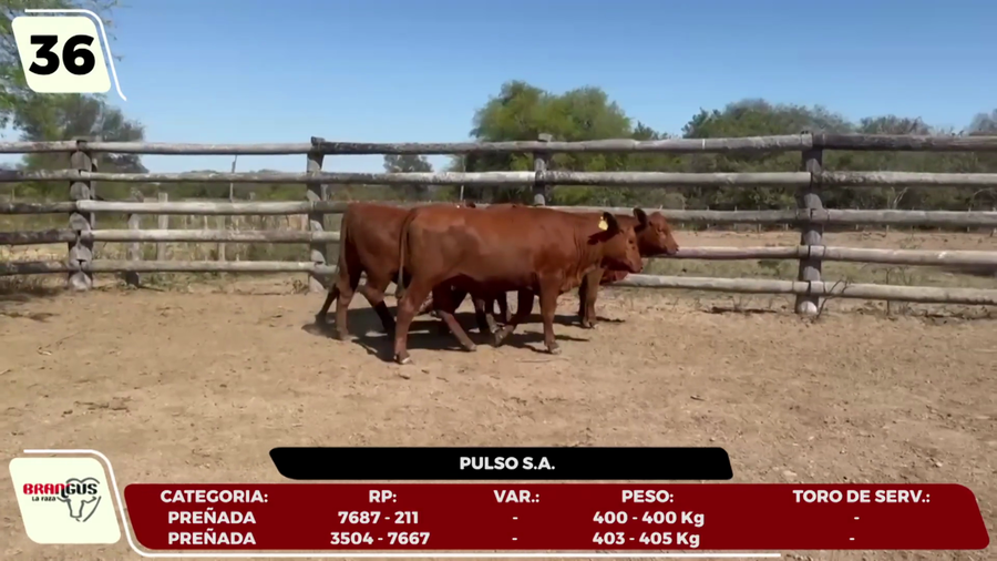 Lote LOTE 36- EN VIVO
