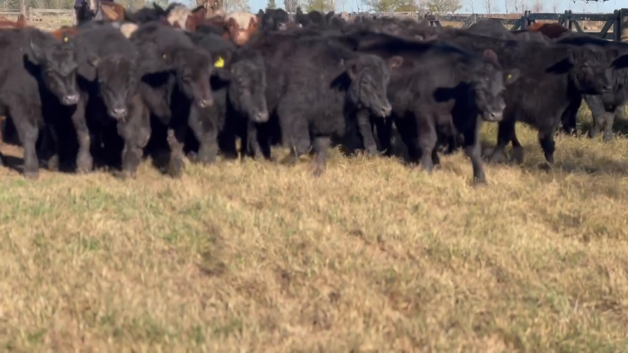 Lote 70 Terneros en Dolores, Buenos Aires