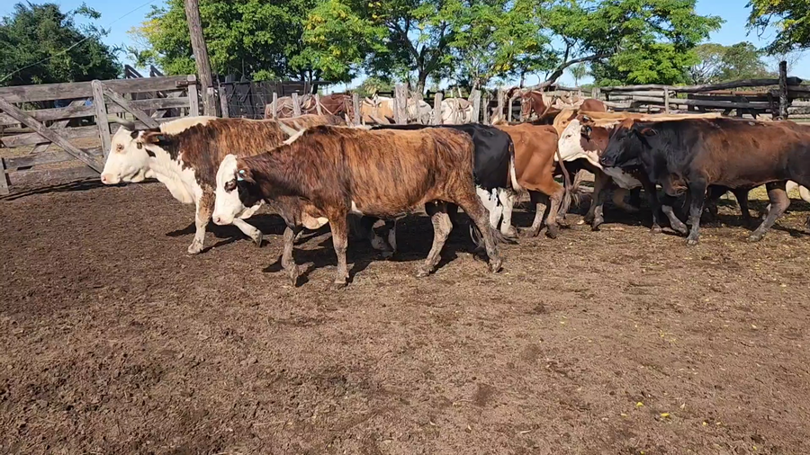 Lote 35 Vacas C/ gtia de preñez en Herlitzka, Corrientes