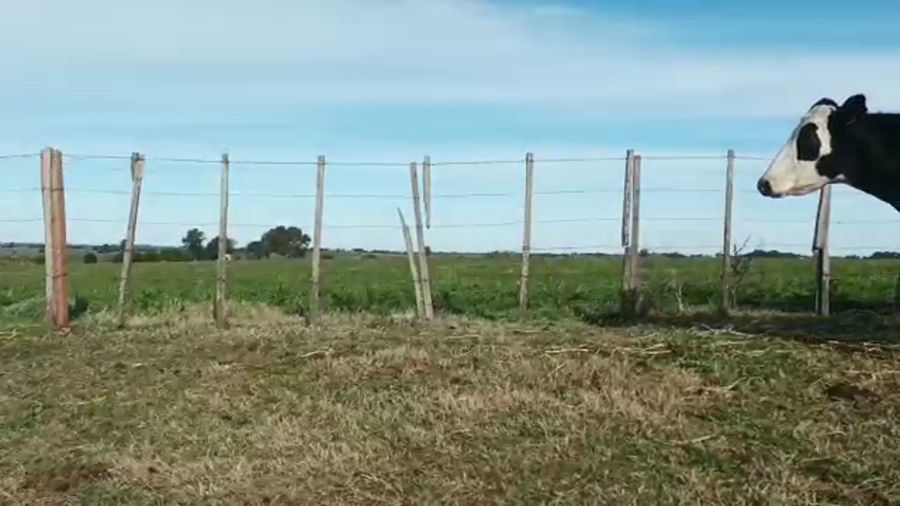 Lote 20 Vacas de Invernada HOLANDO a remate en 5to remate por pantalla ENTRE MARTILLOS 440/450kg - , San José