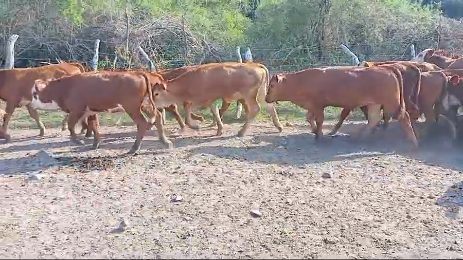 Lote 120 Terneros